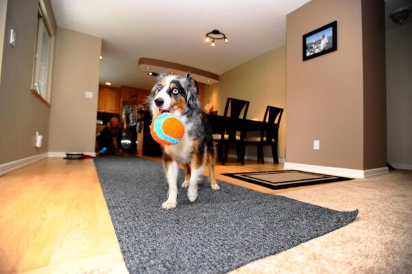 Chuckit! Indoor Fetch Ball Dog Toy - Soft Ball for Small to Medium Dogs Weighing 0-20 Lbs and 20-60 Lbs - Made with Durable, Lightweight, Plush Chenille Fabric - 4.75-inch Diameter - Orange and Blue - Image 3