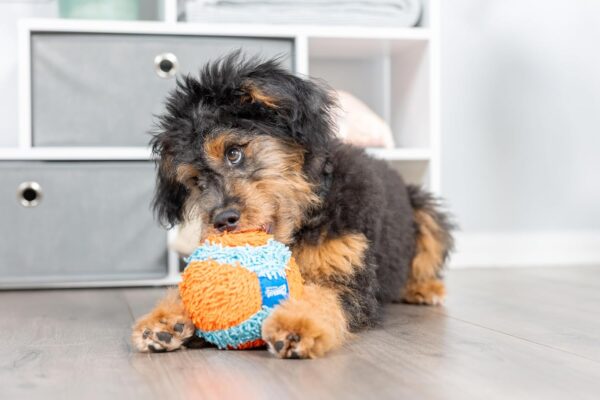 Chuckit! Indoor Fetch Ball Dog Toy - Soft Ball for Small to Medium Dogs Weighing 0-20 Lbs and 20-60 Lbs - Made with Durable, Lightweight, Plush Chenille Fabric - 4.75-inch Diameter - Orange and Blue - Image 6