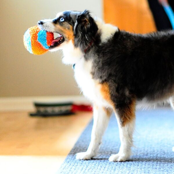 Chuckit! Indoor Fetch Ball Dog Toy - Soft Ball for Small to Medium Dogs Weighing 0-20 Lbs and 20-60 Lbs - Made with Durable, Lightweight, Plush Chenille Fabric - 4.75-inch Diameter - Orange and Blue - Image 2